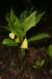 Scopolia carniolica var. brevifolia RCP3-09 141.jpg